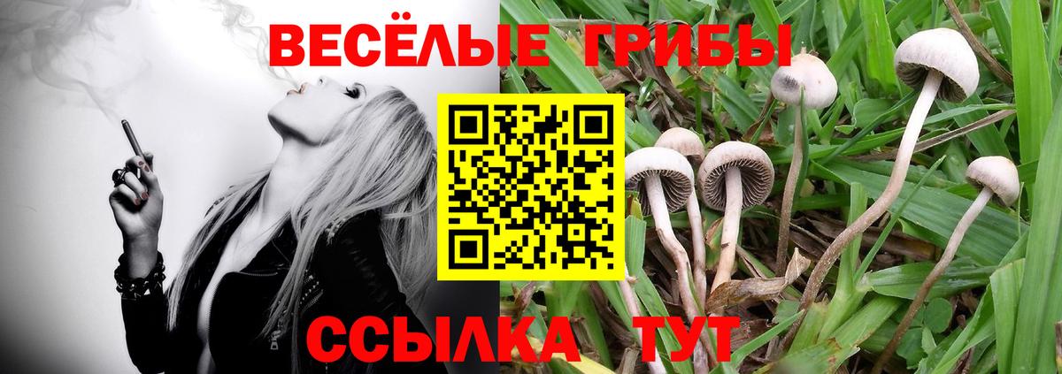 Котовск  закладка  Псилоцибиновые грибы Psilocybine cubensis  Вход с VPN  Галлюциногенные грибы GOLDEN TEACHER 